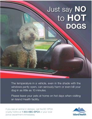 dogsincars.jpg