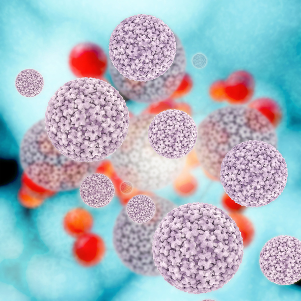 3D rendered illustration of human papillomavirus (HPV)