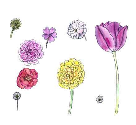 collection of flower drawings