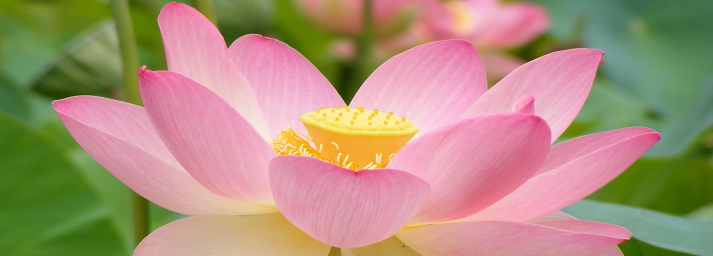 Spiritual Health - Cultivating Your Spiritual Garden.png